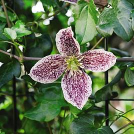 Clematis cirrhosa var. purpurascens Freckles