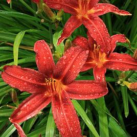 Hemerocallis Crimson Pirate