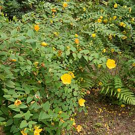 Hypericum Hidcote