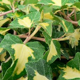 Hedera helix Goldheart