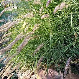 Pennisetum alopecuroides