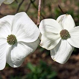 Cornus Eddies White Wonder