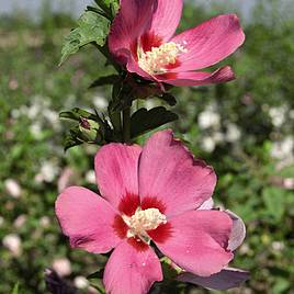Hibiscus syriacus Woodbridge