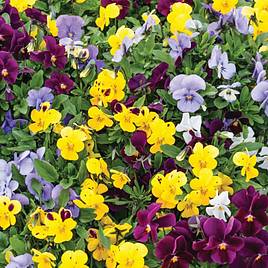 Viola Autumn Jewels Mixed (Garden Ready)