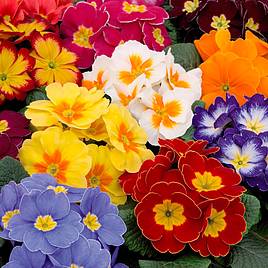 Primrose Plants - Alaska Multi-Colour