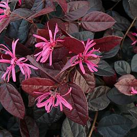 Loropetalum chinense var. rubrum Fire Dance