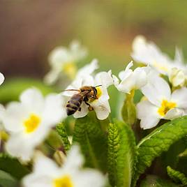 Primula vulgaris - Wild Primrose