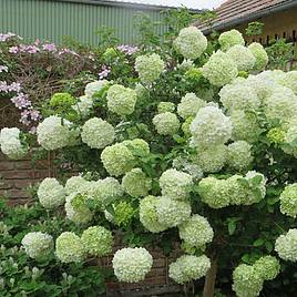 Viburnum macrocephalum Happy Fortuna