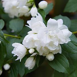 Philadelphus Snowbelle