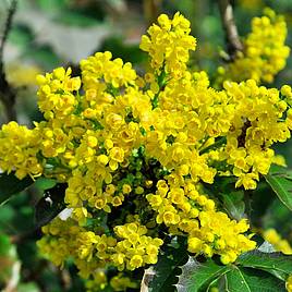 Mahonia aquifolium