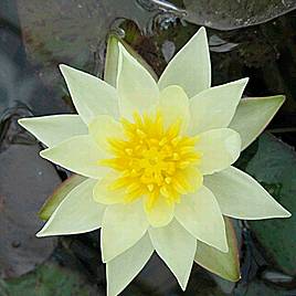 Nymphaea Pygmaea Helvola (Deep Water Aquatic)