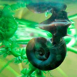 Ramshorn Snails