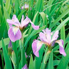 Iris versicolor (Marginal Aquatic)