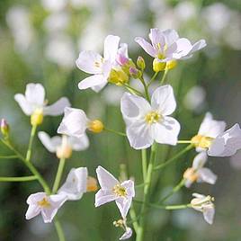 Cardamine pratensis (Marginal Aquatic)