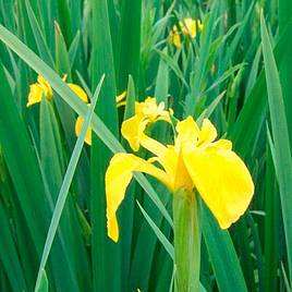 Iris pseudacorus (Marginal Aquatic)