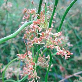 Juncus effusus f. spiralis (Marginal Aquatic)