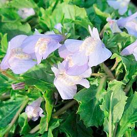 Mazus reptans