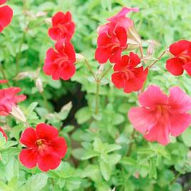 Mimulus cupreus Red Emperor (Marginal Aquatic)