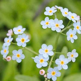 Myosotis scorpioides (Marginal Aquatic)