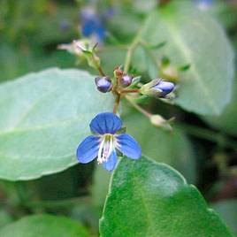 Veronica beccabunga (Marginal Aquatic)