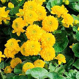 Caltha palustris Flore Pleno (Marginal Aquatic)