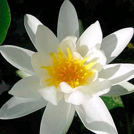 Nymphaea alba (Deep Water Aquatic)