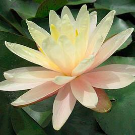 Nymphaea Barbara Dobbins (Deep Water Aquatic)