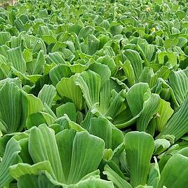 Pistia stratiotes (Floating Aquatic)