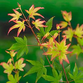 Acer palmatum Little Princess