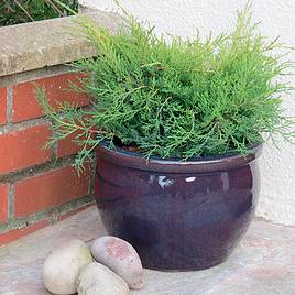Juniperus x pfitzeriana Old Gold