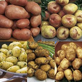 | How to Grow Potatoes in 12 easy steps! A FREE Step-by-step guide for growing and harvesting Potatoes successfully! | 1Garden.com | How to Grow Potatoes in 12 easy steps! A FREE Step-by-step guide for growing and harvesting Potatoes successfully! | 1Garden.com