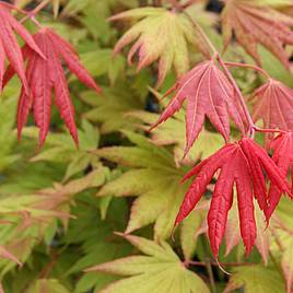 Acer shirasawanum Moonrise