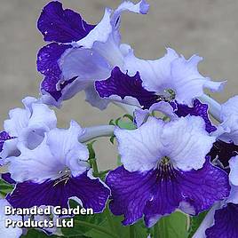 Streptocarpus Manon