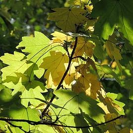 Field Maple (Hedging)