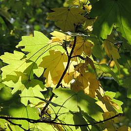 Field maple (Hedging)