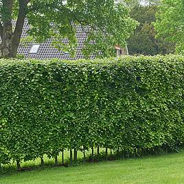 Hornbeam (Hedging)