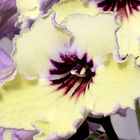 Streptocarpus Lemon Sorbet