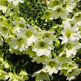 Clematis Early Sensation