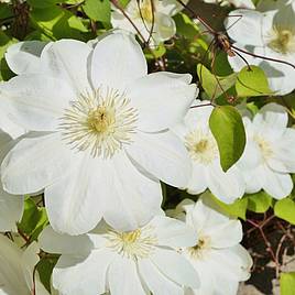 Clematis Guernsey Cream