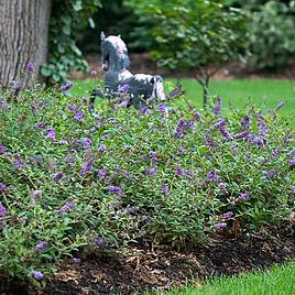 Buddleja Lo & Behold - Purple Chip