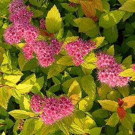 Spiraea japonica Magic Carpet
