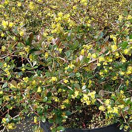 Berberis x media Red Jewel