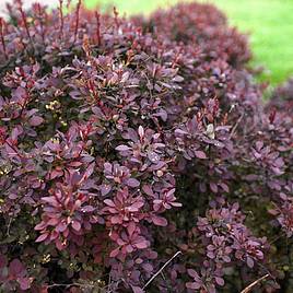 Berberis thunbergii f. atropurpurea Darts Red Lady