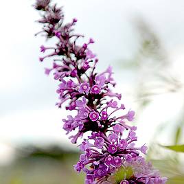 Buddleja Argus Velvet