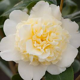 Camellia japonica Jurys Yellow