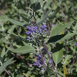 Caryopteris x clandonensis Heavenly Blue