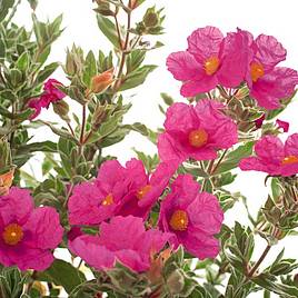 Cistus x pulverulentus Sunset