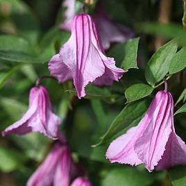 Clematis Alionushka
