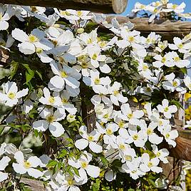 Clematis montana Grandiflora