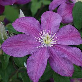 Clematis Sunset